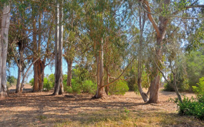 The San Diego Eucalyptus Tree