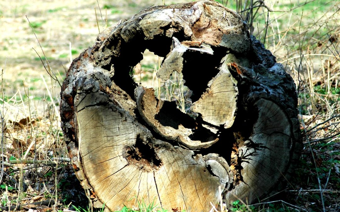 Promoting Longevity and Vigor: Arborists’ Tips for Maintaining Tree Health