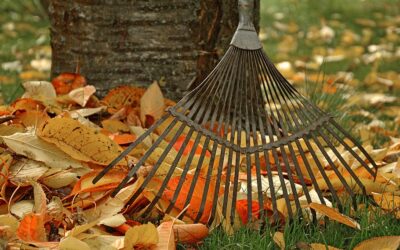 Planning a Leaf-Free Lawn: Investigating the Cost of Leaf Removal Services