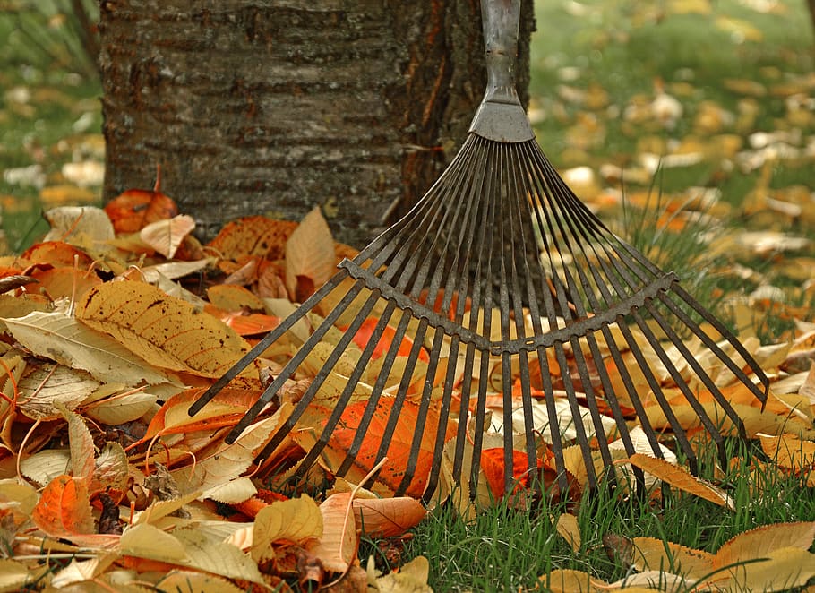 Planning a Leaf-Free Lawn: Investigating the Cost of Leaf Removal Services