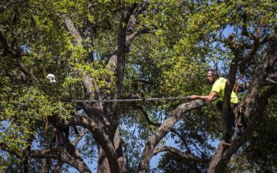 Why Tree Health Services Near Me Contractors Are Essential for Thriving Trees