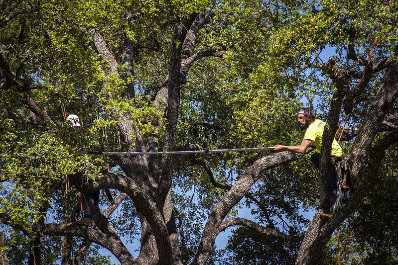 Tree Health Services Near me